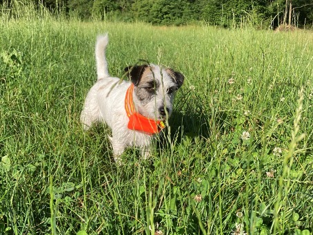 Freilaufender Hund mit einem Tracker von GPS2YOU